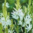 15 Camassia leichtlinii 'Alba'  seeds---Flower seeds--Plant seeds--Gardening--Seeds--Gift