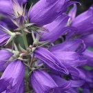 20 Campanula latifolia ‘Faichem lilac’ seeds---Flower seeds--Plant seeds--Gardening--Seeds--Gift