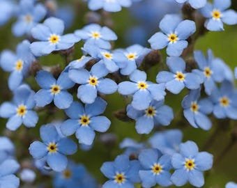 30 Forget-me-not 'Indigo Blue' Seeds---Flower seeds--Plant seeds--Gardening--Seeds--Gift