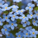 30 Forget-me-not 'Indigo Blue' Seeds---Flower seeds--Plant seeds--Gardening--Seeds--Gift