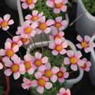 5 Bulbs Oxalis 'Rosefinch' Flowering Bulbs – Rare Pink & Red Veined Variety