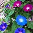50 Morning Glory seeds,Ipomoea seeds,Ipomoea mix,organic seeds ,SW150 50 Morning Glory seeds,Ipomoea seeds,Ipomoea mix,organic seeds ,SW150