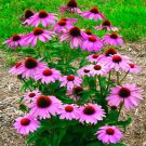 300 Echinacea, echinacea  seeds,organic Echinacea ,Echinacea purpurea,medicinal plants,SW02