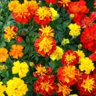 150  Marigold Victory,Marigold MIX seeds ,Tagetes Flower Seeds,SW10