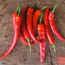 50 Anaheim Chile Pepper seeds,Hot pepper Dragon's tongue,SW14 50 Anaheim Chile Pepper seeds,Hot pepper Dragon's tongue,SW14