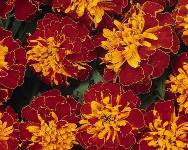 100 Marigold seeds ,Marigolds Bolero,Tagetes Flower Seeds,Striped ...