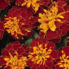 100 Marigold seeds ,Marigolds Bolero,Tagetes Flower Seeds,Striped Flower,SW15 100 Marigold seeds ,Marigolds Bolero,Tagetes Flower Seeds,Striped Flower,SW15