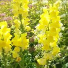 100 Antirrhinum yellow,Antirrhinum seeds,Snapdragon giant,SW19 100 Antirrhinum yellow,Antirrhinum seeds,Snapdragon giant,SW19