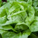 120 Lettuce salad Seeds,Lactuca sativa,SW20
