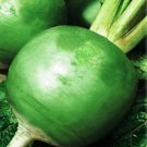 150 Radish seeds,organic radish,Green radish,SW22
