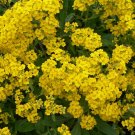 100 Alyssum seeds,SW26