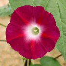 60 Morning Glory Red Seeds , Ipomoea Red Ruby,SW448