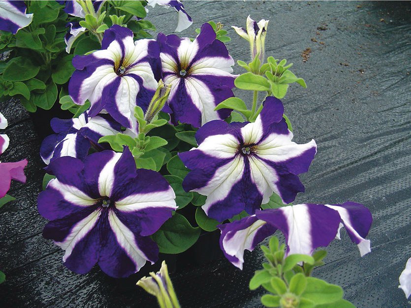 150 Petunia Ultra Blue Star , petunia seeds,Flower Seeds,SW28