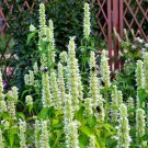 300 Lofant Tibetan,Agastache tibeticus seeds,Korean mint,Hyssop, SW35