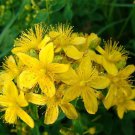 St.John`s Wort,Hypericum ,Hypericum Perforatum,organic,Medicinal Herb, 0,2 g - ##52 St.John`s Wort,Hypericum ,Hypericum Perforatum,organic,Medicinal Herb, 0,2 g - ##52