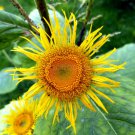 200 Elecampane seeds,Inula Helenium,Medicinal Herb,SW41 200 Elecampane seeds,Inula Helenium,Medicinal Herb,SW41