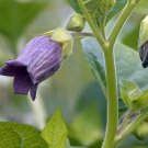 20 Belladonna Atropa seeds,Medicinal Herb,SW42