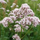 250 Valeriana Officinalis seeds,Medicinal Herb,SW43 250 Valeriana Officinalis seeds,Medicinal Herb,SW43