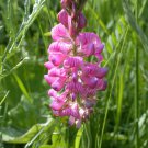 100 Onobrychis seeds,Medicinal Herb,Onobrychis viciifolia,Culinary Herb,SW45 100 Onobrychis seeds,Medicinal Herb,Onobrychis viciifolia,Culinary Herb,SW45