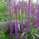100 Salvia nemorosa organic,Medicinal Herb,Onobrychis viciifolia,Culinary Herb,SW46 100 Salvia nemorosa organic,Medicinal Herb,Onobrychis viciifolia,Culinary Herb,SW46