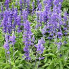 1000 Chia organic,Salvia Hispanica seeds,Medicinal Herb,Chia Salvia seeds,Culinary Herb,SW47 1000 Chia organic,Salvia Hispanica seeds,Medicinal Herb,Chia Salvia seeds,Culinary Herb,SW47