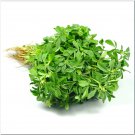100 Trigonella Caerulea,Fenugreek seeds,Trigonella blue,Mushroom grass,Culinary Herb,SW48 100 Trigonella Caerulea,Fenugreek seeds,Trigonella blue,Mushroom grass,Culinary Herb,SW48
