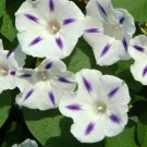 Ipomoea Milky Way, 0,5g Ipomoea seeds,Morning Glory, SW55 Ipomoea Milky Way, 0,5g Ipomoea seeds,Morning Glory, SW55