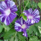 Ipomoea Saucer seeds, 1 g Ipomoea seeds,Morning Glory, SW193 Ipomoea Saucer seeds, 1 g Ipomoea seeds,Morning Glory, SW193