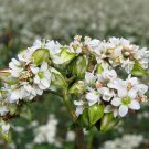 250 Fagopyrum Esculentum seeds,organic, buckwheat seeds, SW56