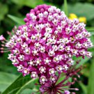 40 Asclepias Incarnata seeds,Milkweed seeds, SW57