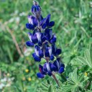25 Lupin seeds,Lupinus Albus,SW59 25 Lupin seeds,Lupinus Albus,SW59