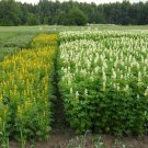 25 Lupin multi-years,Lupine seeds,SW60 25 Lupin multi-years,Lupine seeds,SW60