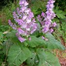 100 Salvia sclarea seeds,Medicinal Herb,Culinary Herb,SW62 100 Salvia sclarea seeds,Medicinal Herb,Culinary Herb,SW62