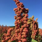 150 Chenopodium quinoa,Red Quinoa seeds,Vegan Food,Medicinal Herb,Culinary Herb,SW64 150 Chenopodium quinoa,Red Quinoa seeds,Vegan Food,Medicinal Herb,Culinary Herb,SW64