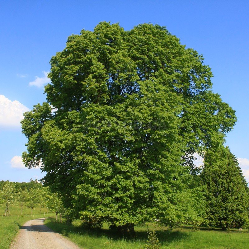 5 Tília platyphýllos seeds,Linden tree seeds,Large-leaved linden ...