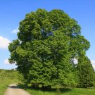 5 Tília platyphýllos seeds,Linden tree seeds,Large-leaved linden,Medicinal tree,SW66
