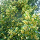 5 Tilia Caroliniana seeds,Caroliniana Linden tree seeds,Medicinal tree,SW70 5 Tilia Caroliniana seeds,Caroliniana Linden tree seeds,Medicinal tree,SW70