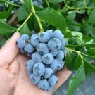 50 Blueberry organic Seeds,Vaccinium Corymbosum,Culinary Herb,SW71