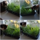 100 Grass for cats Seeds,Cat Grass,SW73 100 Grass for cats Seeds,Cat Grass,SW73