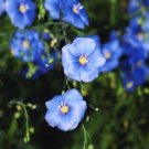300 Linum Seeds,Flax Seeds,Linum Usitatissimum,Medicinal herb,SW75 300 Linum Seeds,Flax Seeds,Linum Usitatissimum,Medicinal herb,SW75