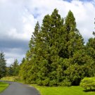 10 Cryptomeria Japonica Seeds,Alfalfa seeds,Red Cedar,SW77 10 Cryptomeria Japonica Seeds,Alfalfa seeds,Red Cedar,SW77