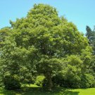5 maple tree,Acer Pseudoplatanus,White Acer seeds,SW78 5 maple tree,Acer Pseudoplatanus,White Acer seeds,SW78