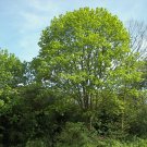 5 maple tree,Acer Platanoides,Acer seeds,SW79 5 maple tree,Acer Platanoides,Acer seeds,SW79