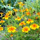 Marigolds ,Tagetes Seeds, Mexican mix ,organic seeds, ##77 Marigolds ,Tagetes Seeds, Mexican mix ,organic seeds, ##77
