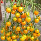 30 Tomato Cherry seeds,Tomato Golden Cherry,Orange Cherry tomato, SW83 30 Tomato Cherry seeds,Tomato Golden Cherry,Orange Cherry tomato, SW83