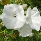 Ipomoea PEARL , 1g Ipomoea seeds,Morning Glory, SW457 Ipomoea PEARL , 1g Ipomoea seeds,Morning Glory, SW457