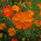 50 Cosmos orange seeds,Ipomoea seeds, SW87 50 Cosmos orange seeds,Ipomoea seeds, SW87