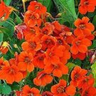10 nasturtium seeds,Nasturtium Brown Flare,SW88 10 nasturtium seeds,Nasturtium Brown Flare,SW88