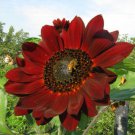 20 Sunflower Red seeds,organic seeds,Easy to grow,SW89 20 Sunflower Red seeds,organic seeds,Easy to grow,SW89