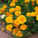 100 Eschscholzia seeds,Eschscholzia Orange,California Poppy seeds,SW90 100 Eschscholzia seeds,Eschscholzia Orange,California Poppy seeds,SW90